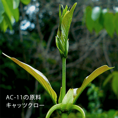 キャッツクローの写真